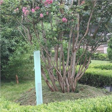 Protectors de vinya de raïm